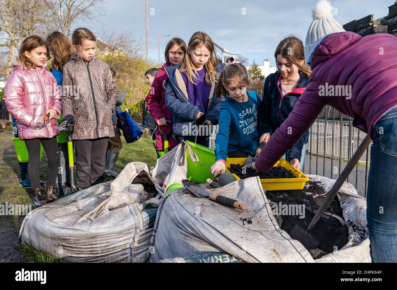 Trinity Primary School, Edimburgo, Scozia, Regno Unito, 22 febbraio 2022. Topsoil Botanico per le scuole: Lo scavo durante il Royal Botanic Garden Biomes Project dà luogo a un'eccedenza di topsoil di 50 tonnellate che viene data a scuole, allotments & organizzazioni della comunità da Balfour Beatty. Una consegna di 5 tonnellate avviene presso la Trinity Primary School per trasportare il suolo o la terra per riempire piantatrici nel giardino della scuola per gli allievi per coltivare le verdure. Gli allievi primari 4 usano contenitori di tutte le forme e dimensioni per spostare la terra per riempire le piantatrici; lavoro di squadra è richiesto Foto Stock