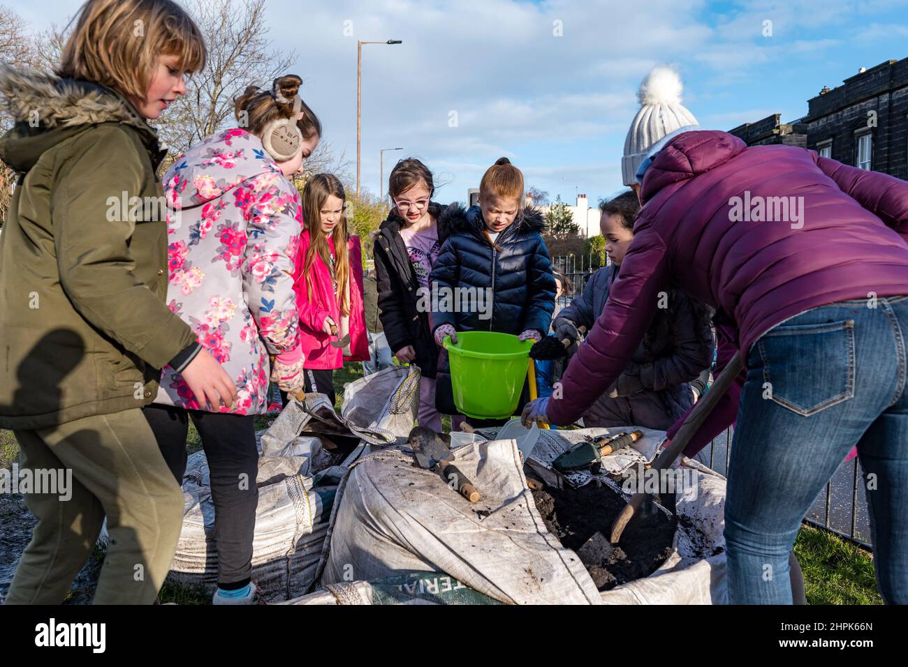 Trinity Primary School, Edimburgo, Scozia, Regno Unito, 22 febbraio 2022. Topsoil Botanico per le scuole: Lo scavo durante il Royal Botanic Garden Biomes Project dà luogo a un'eccedenza di topsoil di 50 tonnellate che viene data a scuole, allotments & organizzazioni della comunità da Balfour Beatty. Una consegna di 5 tonnellate avviene presso la Trinity Primary School per trasportare il suolo o la terra per riempire piantatrici nel giardino della scuola per gli allievi per coltivare le verdure. Gli allievi primari 4 usano contenitori di tutte le forme e dimensioni per spostare la terra per riempire le piantatrici; lavoro di squadra è richiesto Foto Stock