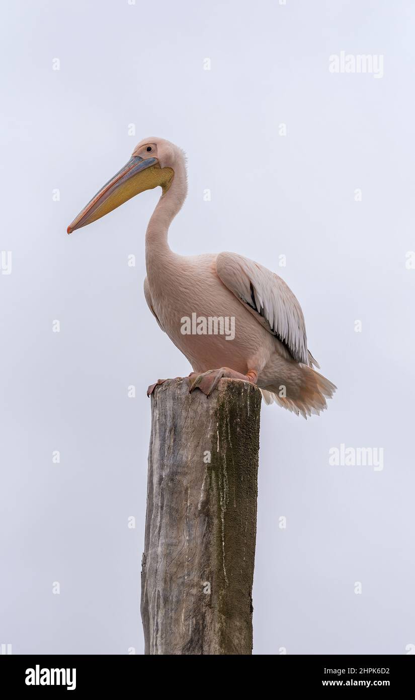 Grande Pelican bianco a Walvis Bay, Namibia Foto Stock