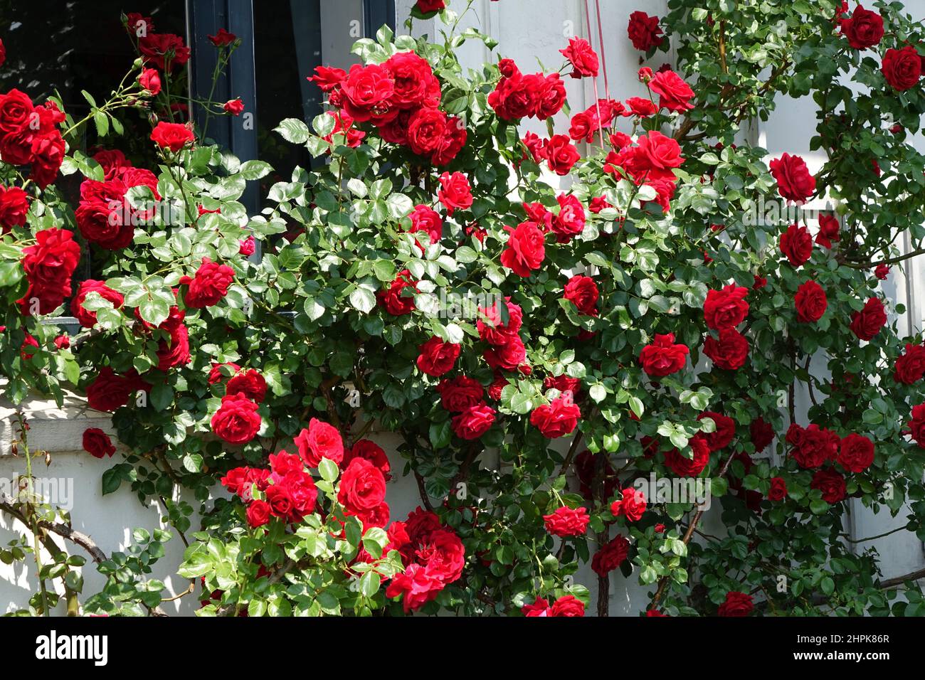 Belle rose rosse (rosa, rosacee) che crescono a Othmarschen, Amburgo, Germania Foto Stock
