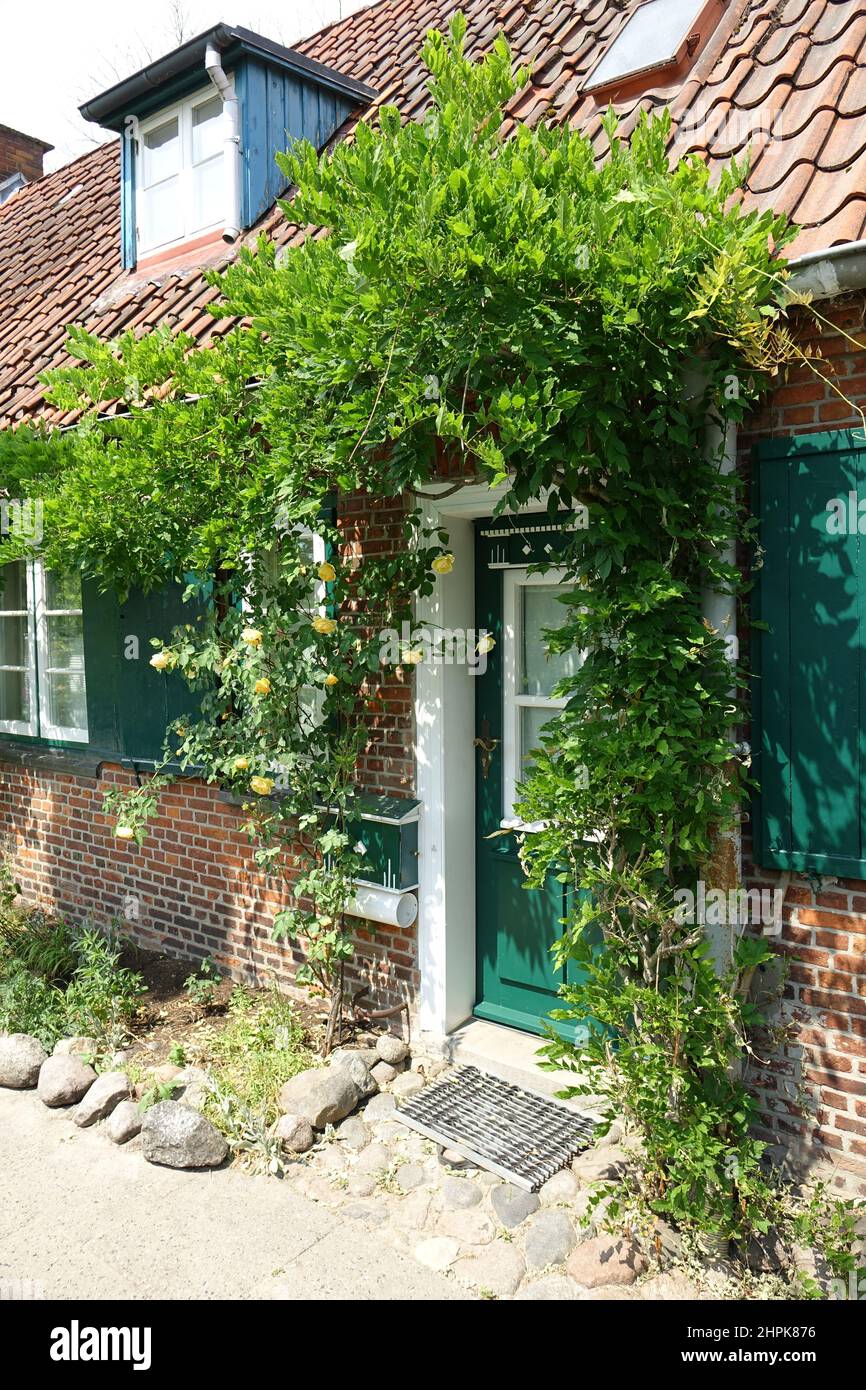 Vecchia casa in mattoni rossi con porta verde e persiane e blu Gable ingresso soprarcresciuto da rose gialle, Othmarschen, Amburgo, Germania Foto Stock