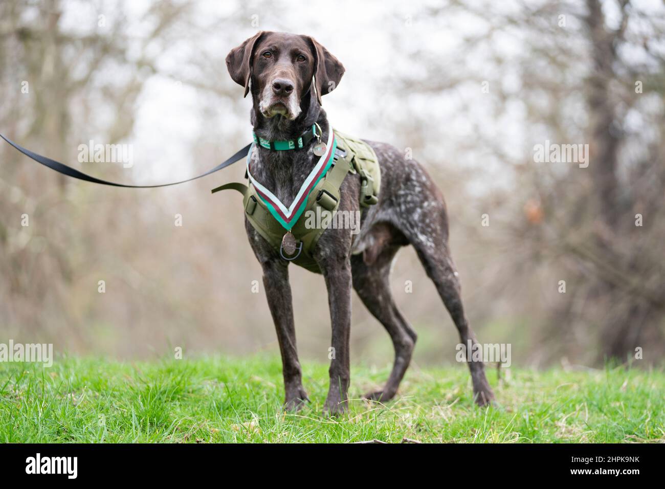 In pensione RAF Police Sniffer Dog, Hertz, a Green Park, nel centro di Londra, con il suo dispensario del popolo per gli animali malati (PDSA) Dickin Medal per il valore, il premio più alto che qualsiasi animale può ricevere durante il servizio in conflitto militare. Hertz ha ricevuto il premio dopo per aver trovato più di 100 oggetti di contrabbando, tra cui farmaci e dispositivi elettronici personali (Ped), tutti che hanno costituito una minaccia significativa per la vita di militari, donne e civili in Afghanistan. Data immagine: Martedì 22 febbraio 2022. Foto Stock