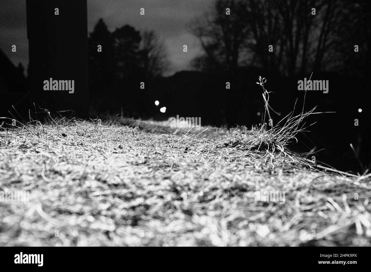 La zona illuminata di erba Foto Stock