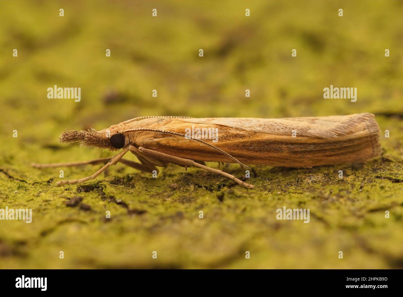 Primo piano su un comune prato, Agriphila tristella seduta su piee di legno Foto Stock