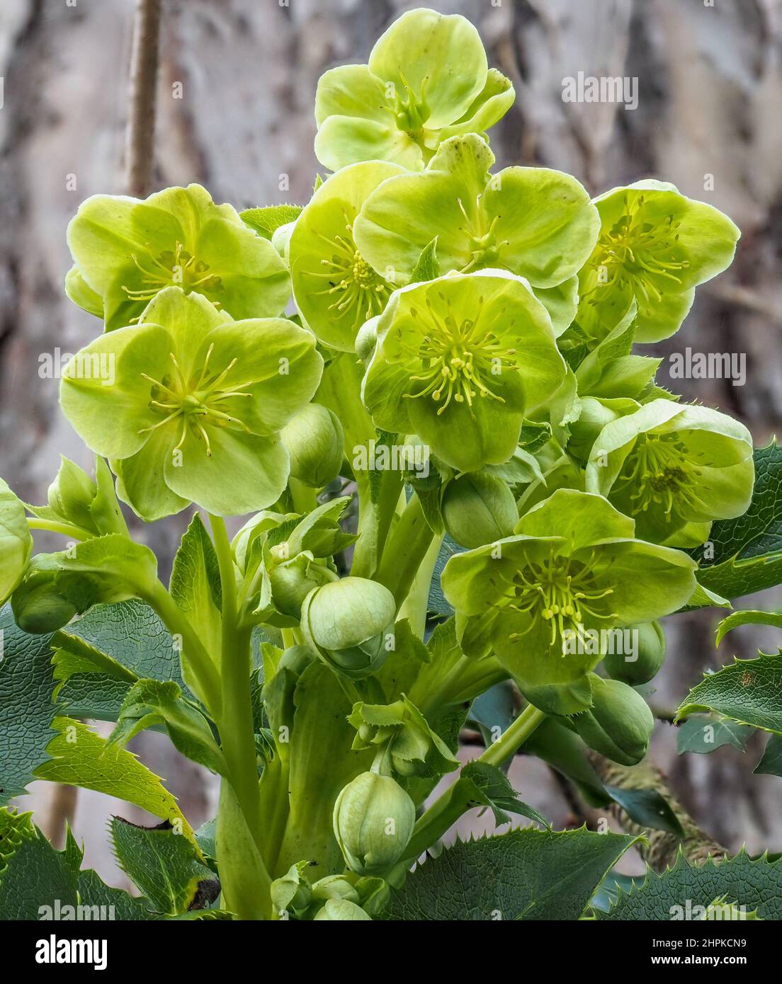 Fiori verdi attraenti di Hellebore corso H corsicus o argutifolius fioritura nel tardo inverno e nella primavera iniziale - UK Foto Stock