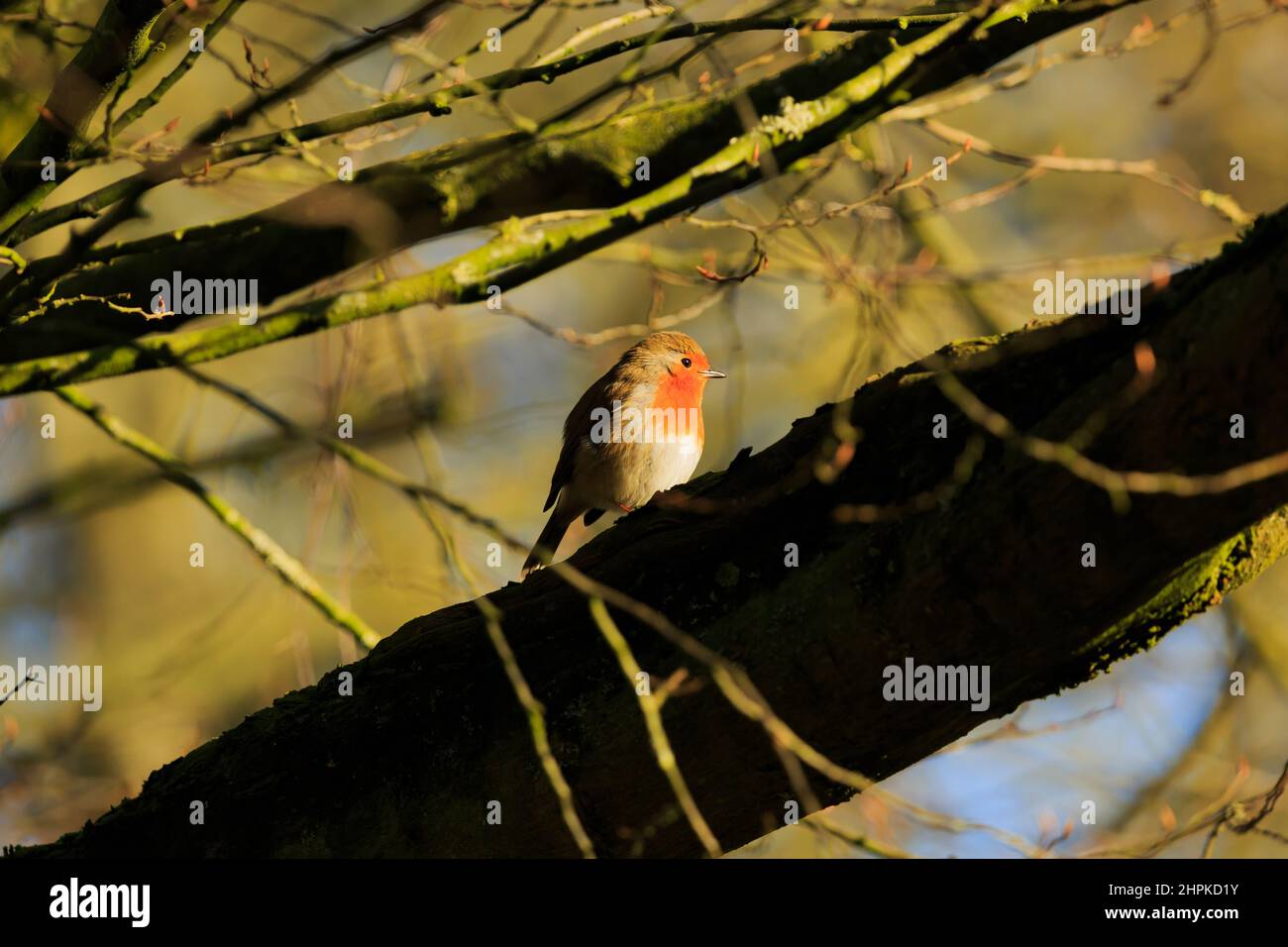 Un bel Robin britannico su Highgate Common nel South Staffordshire Foto Stock