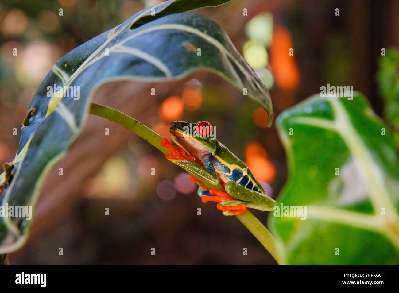 Costa Rica, la Fortuna, rana Agalycnis callidrias Foto Stock