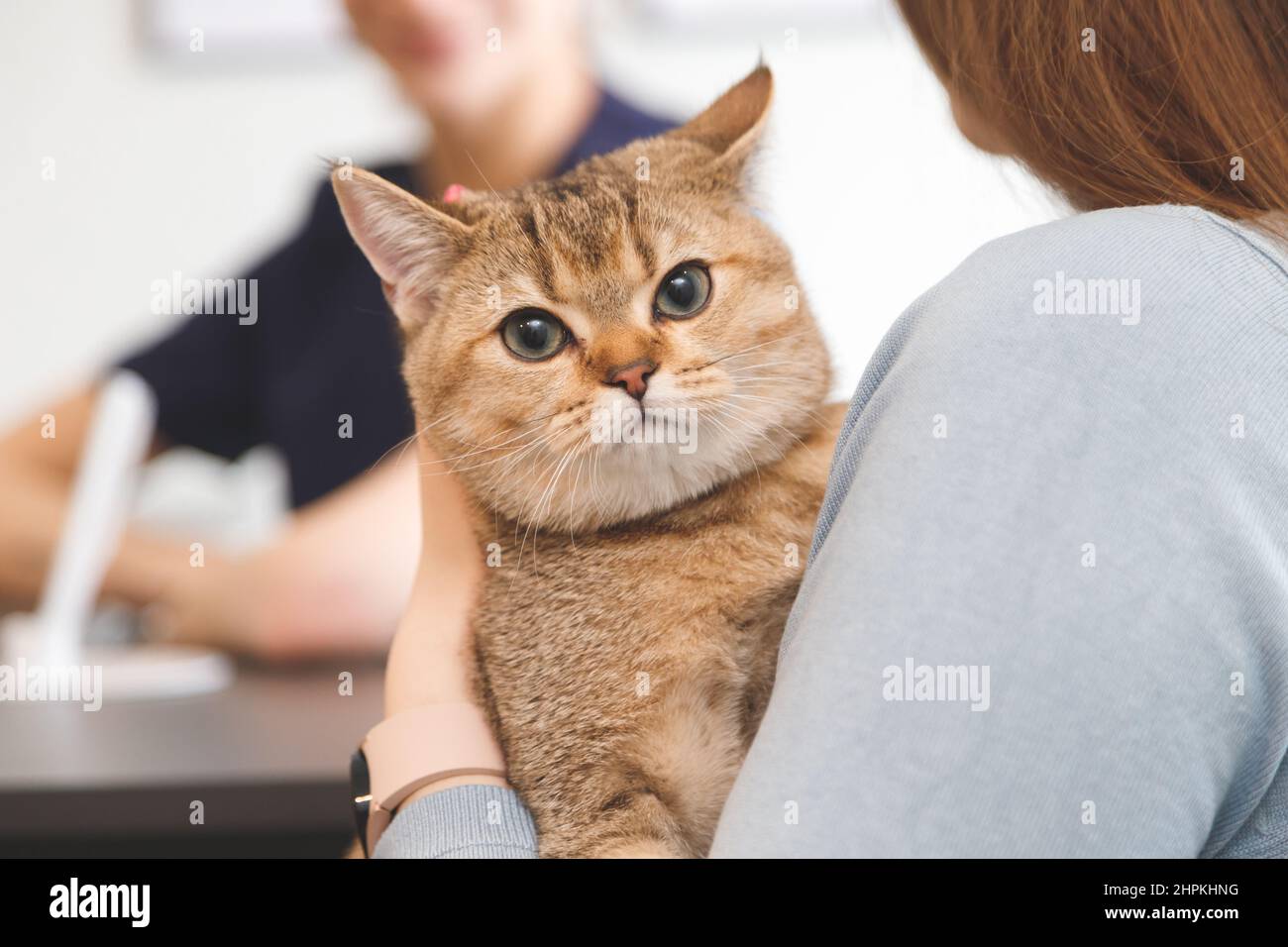 Gatto sulle mani del woman alla ricezione in clinica del veterinario. Concetto di assistenza sanitaria per gli animali Foto Stock