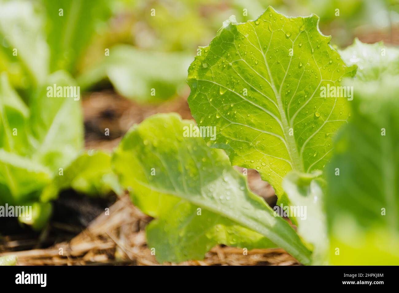 Primo piano di lattuga fresca verde con goccia d'acqua. Foto Stock