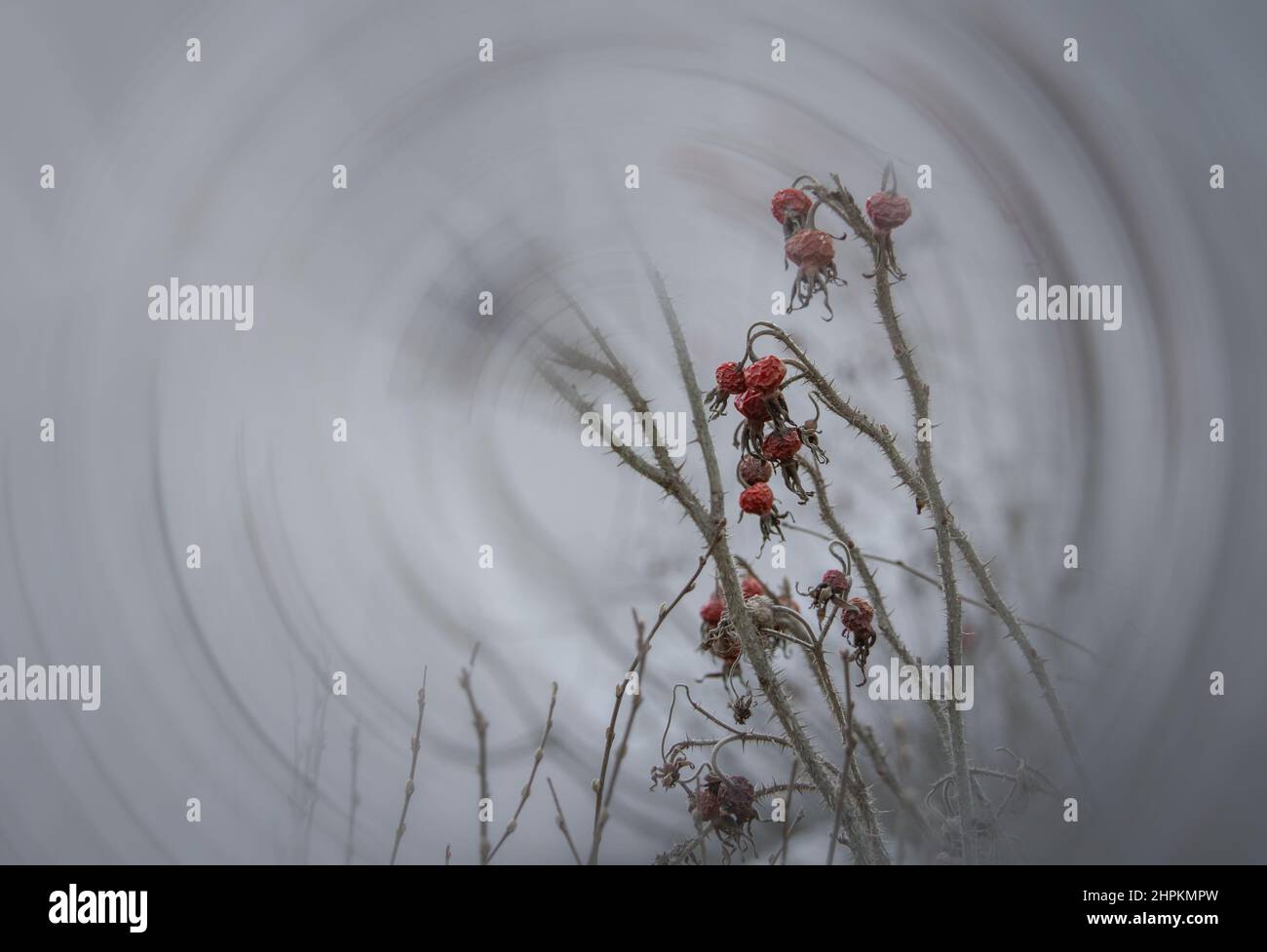 Bacche secche rosse invernali su un rametto spinoso. Piante in natura. Rami spinosi. Le bacche rosse dei fianchi di rosa. Foto Stock