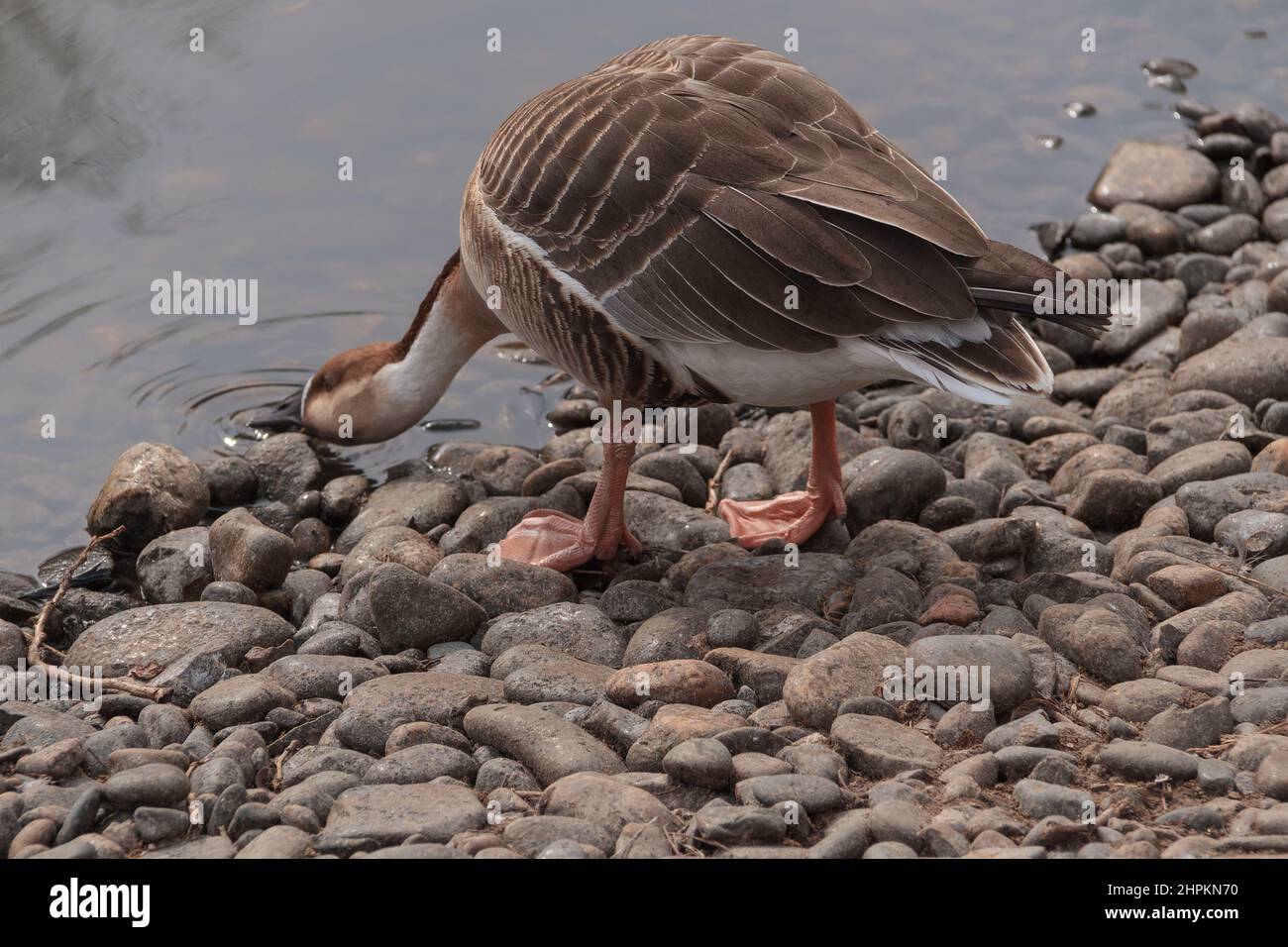 Oca cigno chiamata Anser cygnoides. Una grande oca con una gamma naturale di allevamento in Mongolia interna, la Cina più settentrionale, e la Russia sud-orientale. Foto Stock