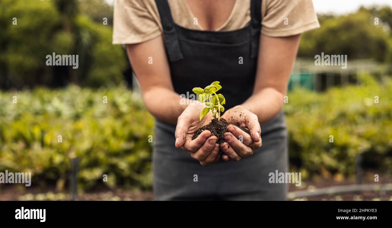 Donna irriconoscibile che tiene una piantina verde che cresce nel suolo. Agricoltore biologico femminile anonimo che protegge una pianta giovane nel suo giardino. Fem. Sostenibile Foto Stock