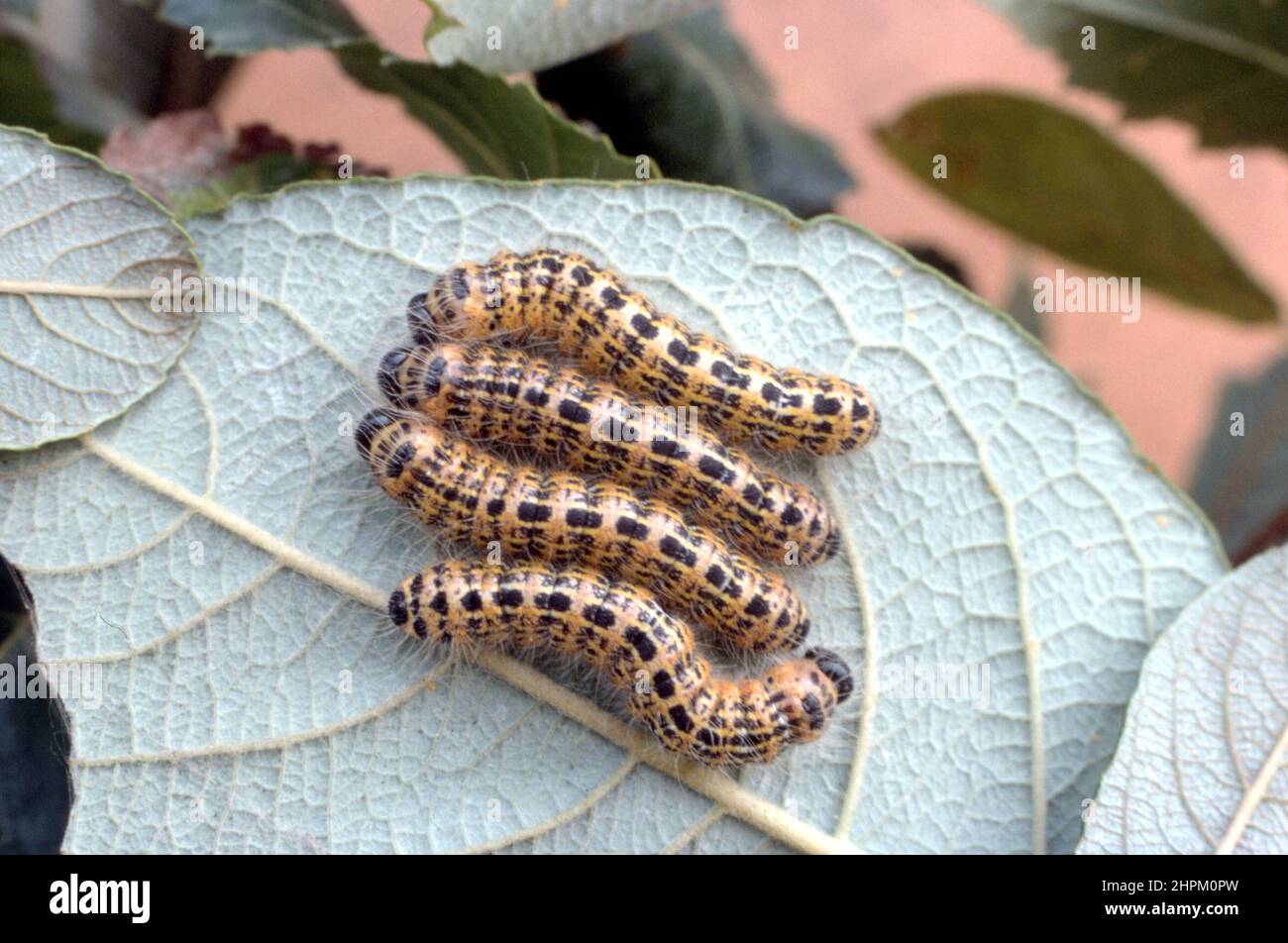 Phalera bucephala caterpillar, punta di buff larva sul lato inferiore di una foglia. caterpillar giallo e nero Foto Stock