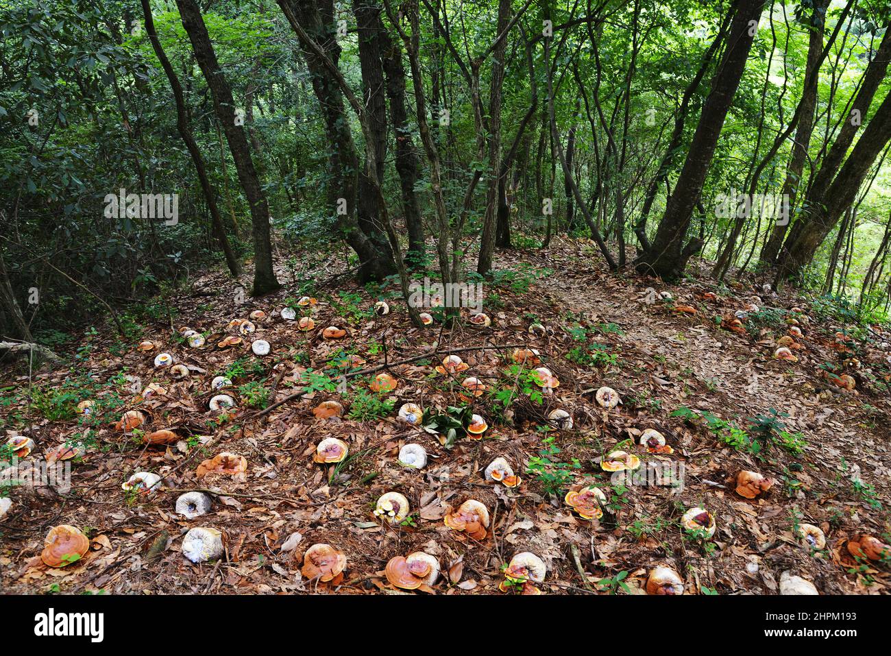 Il ganoderma lucidum coltivato selvatico Foto Stock