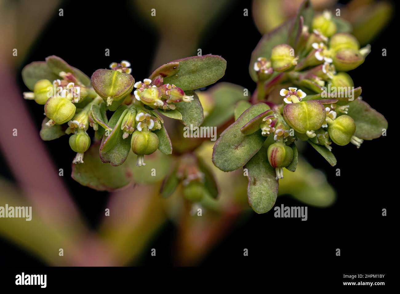 Hyssop Spurge pianta della specie Euphorbia hysoppifolia Foto Stock