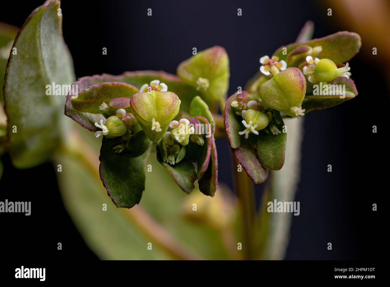 Hyssop Spurge pianta della specie Euphorbia hysoppifolia Foto Stock