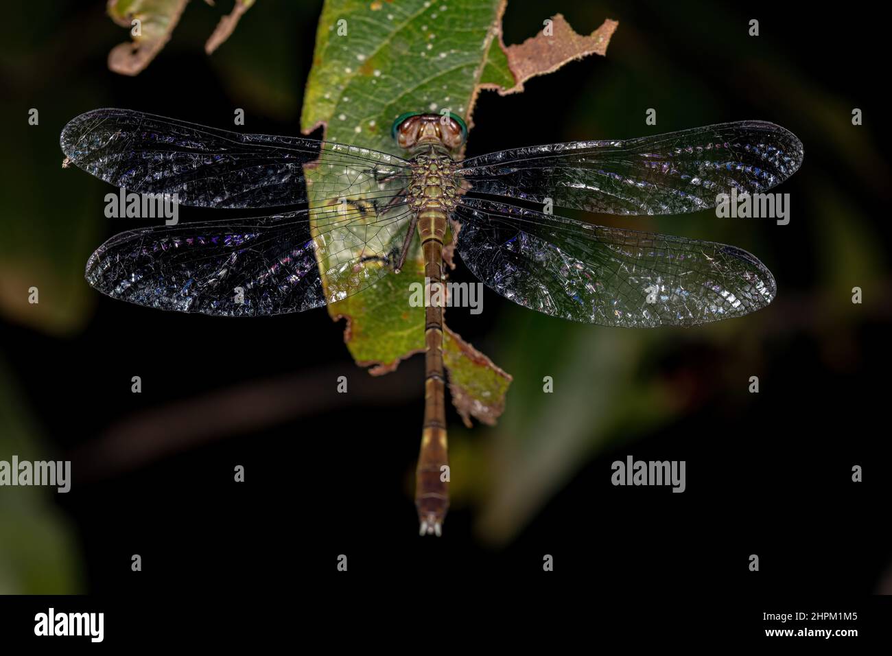 libtail adulta libellula della famiglia gomphidae Foto Stock