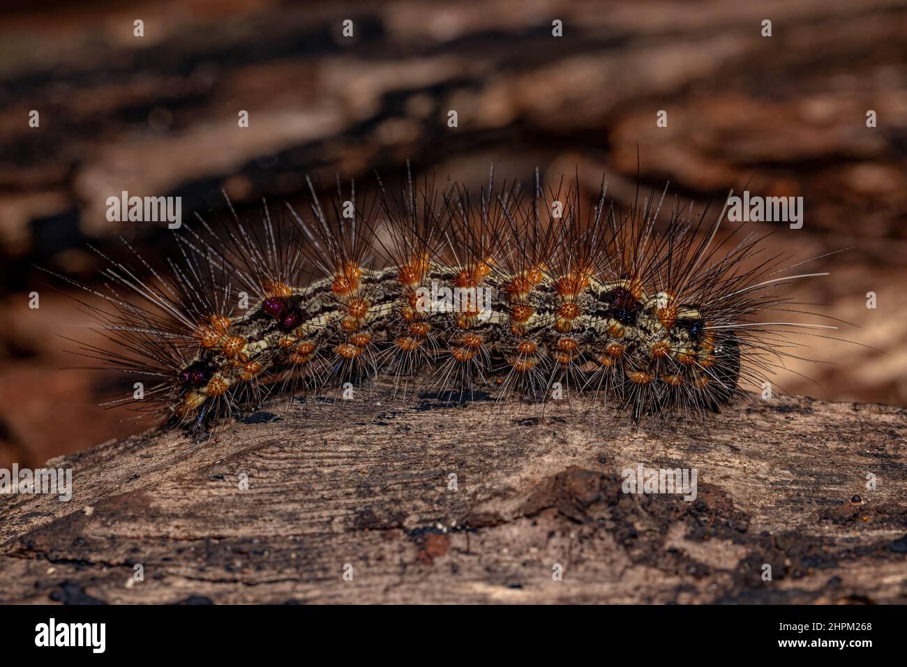 Tiger Moth Caterpillar della Tribe Arctiini Foto Stock