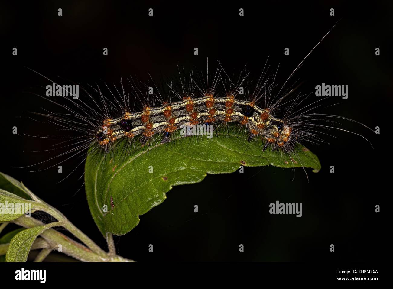 Tiger Moth Caterpillar della Tribe Arctiini Foto Stock
