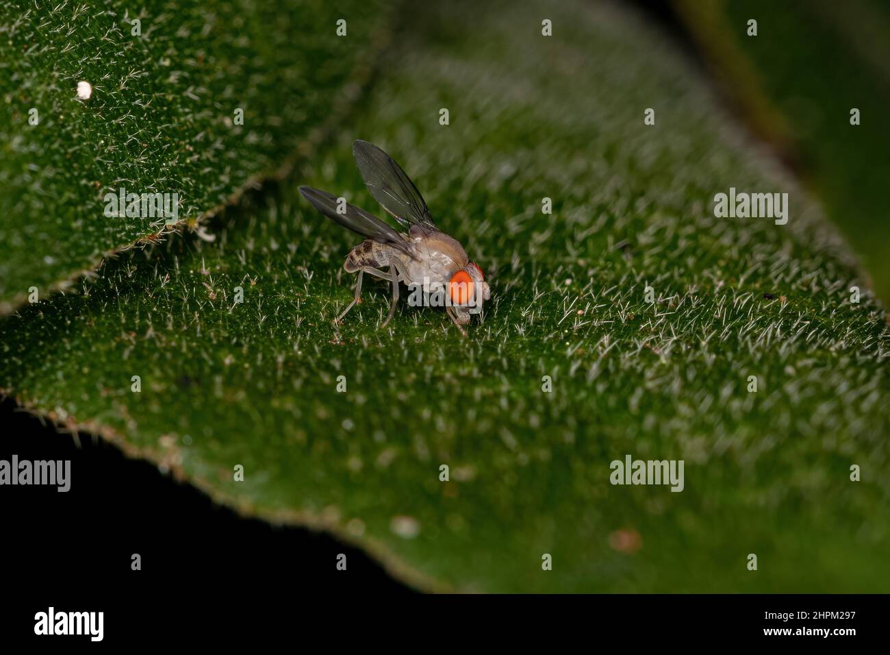 Adulto Fruit Fly della famiglia Drosophilidae Foto Stock