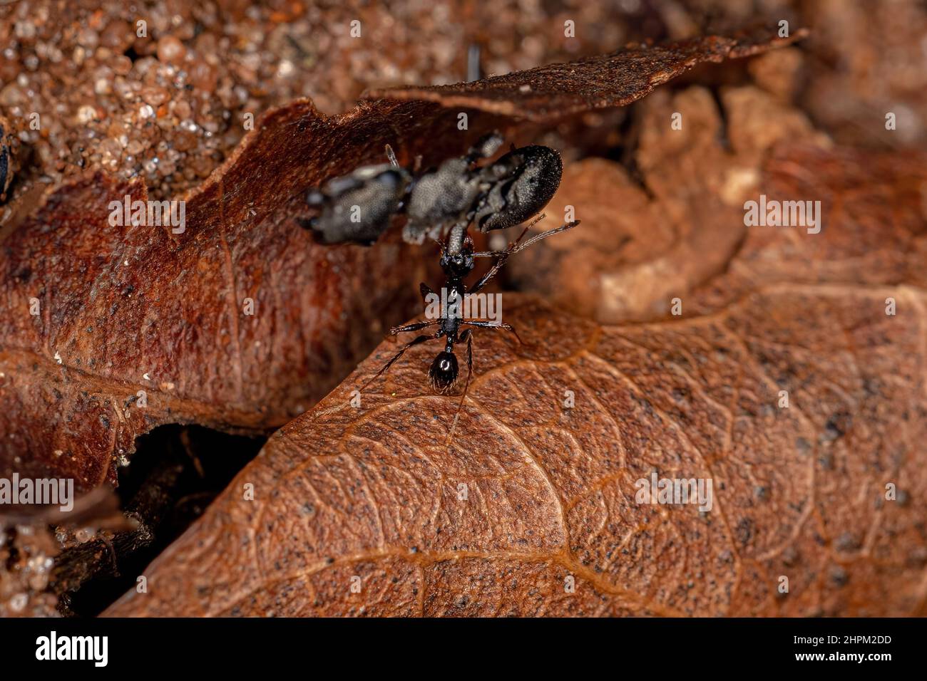 Adulto femmina Ant testa grande del genere Pheidole che porta un'antera di tartaruga adulta del genere Cephalotes Foto Stock