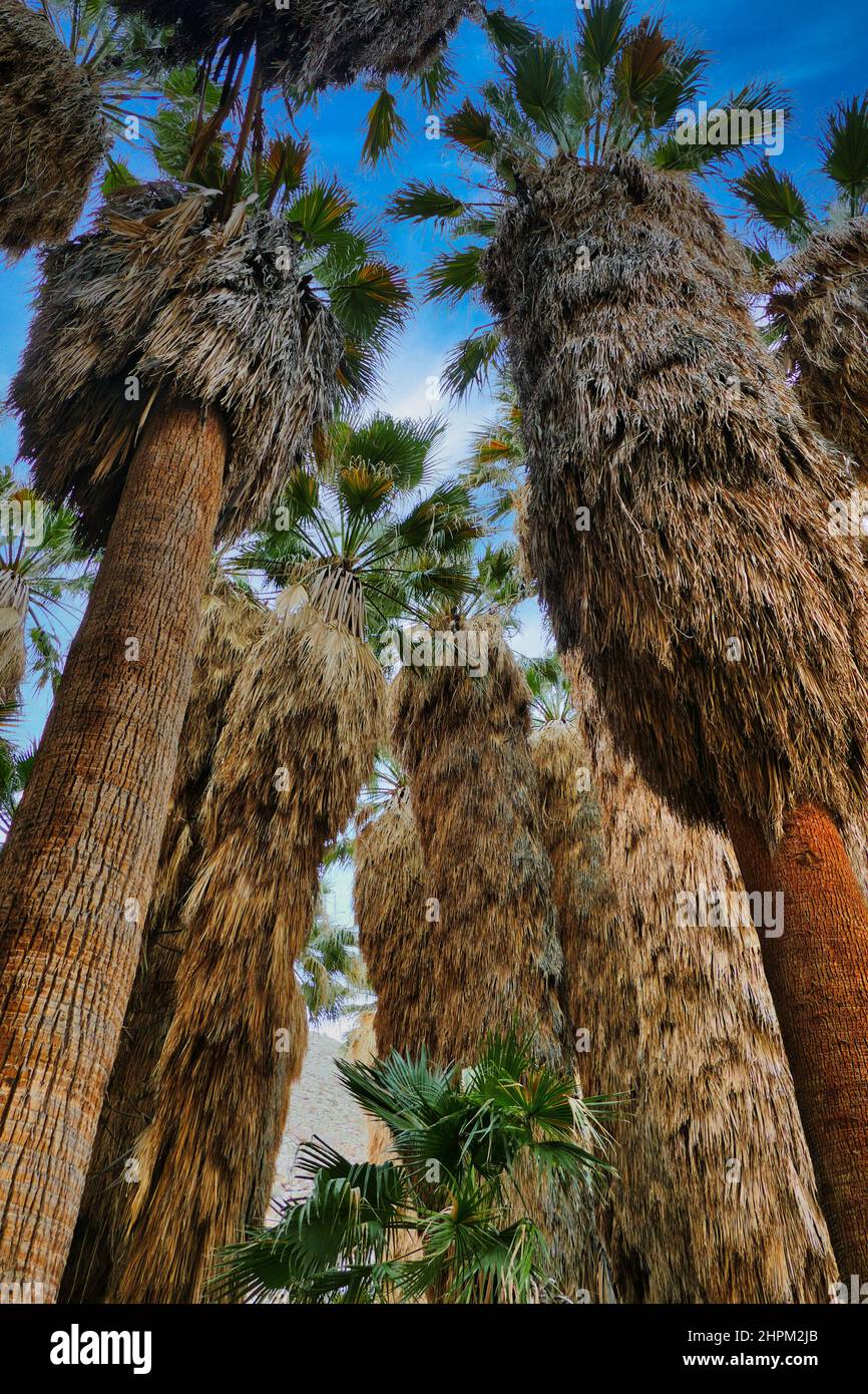 Palme californiane o palme di cotone (Washingtonia filifera) con lunghe gonne di fronti morti, Anza-Borrego, California, USA. Angolo telecamera basso. Foto Stock