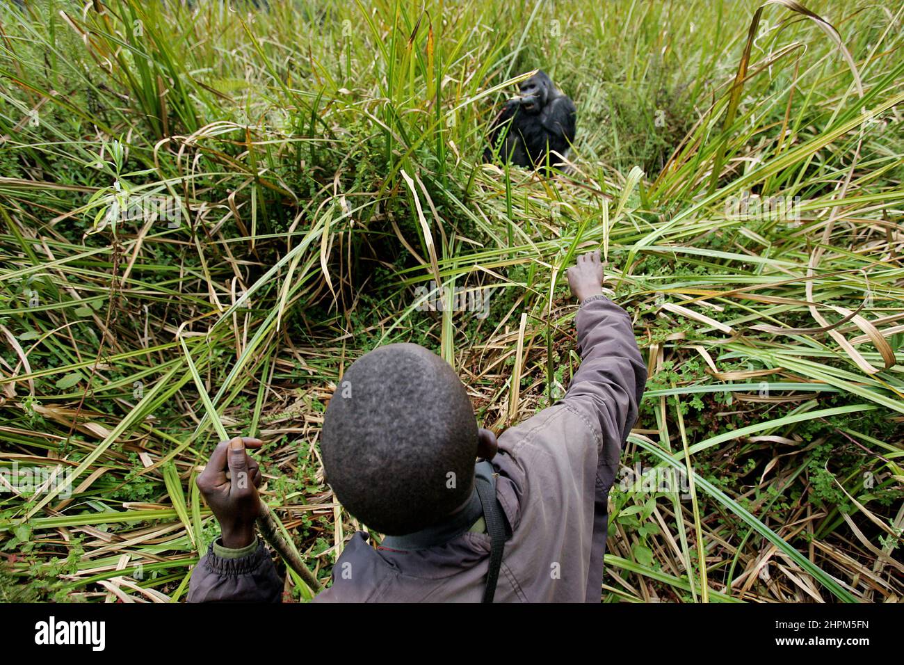 Carlos Schuler, soccorritore di gorilla lowland vicino a Bukavu, Kivu, Congo. Senza Carlos Schuler, capo del Parco Nazionale di Biega vicino a Bukavu sul Lago Kivu nella parte orientale del Congo, non ci sarebbero gorilla rimasti. Il direttore del parco svizzero ha negoziato con le parti in guerra ancora e ancora per salvare gli animali, rischiando la sua vita. La popolazione degli animali si è ripresa dalla guerra, anche perché ha addestrato ex bracconieri a diventare rangers. Per i 400 elefanti, tuttavia, non c'è stato alcun salvataggio. Foto Stock