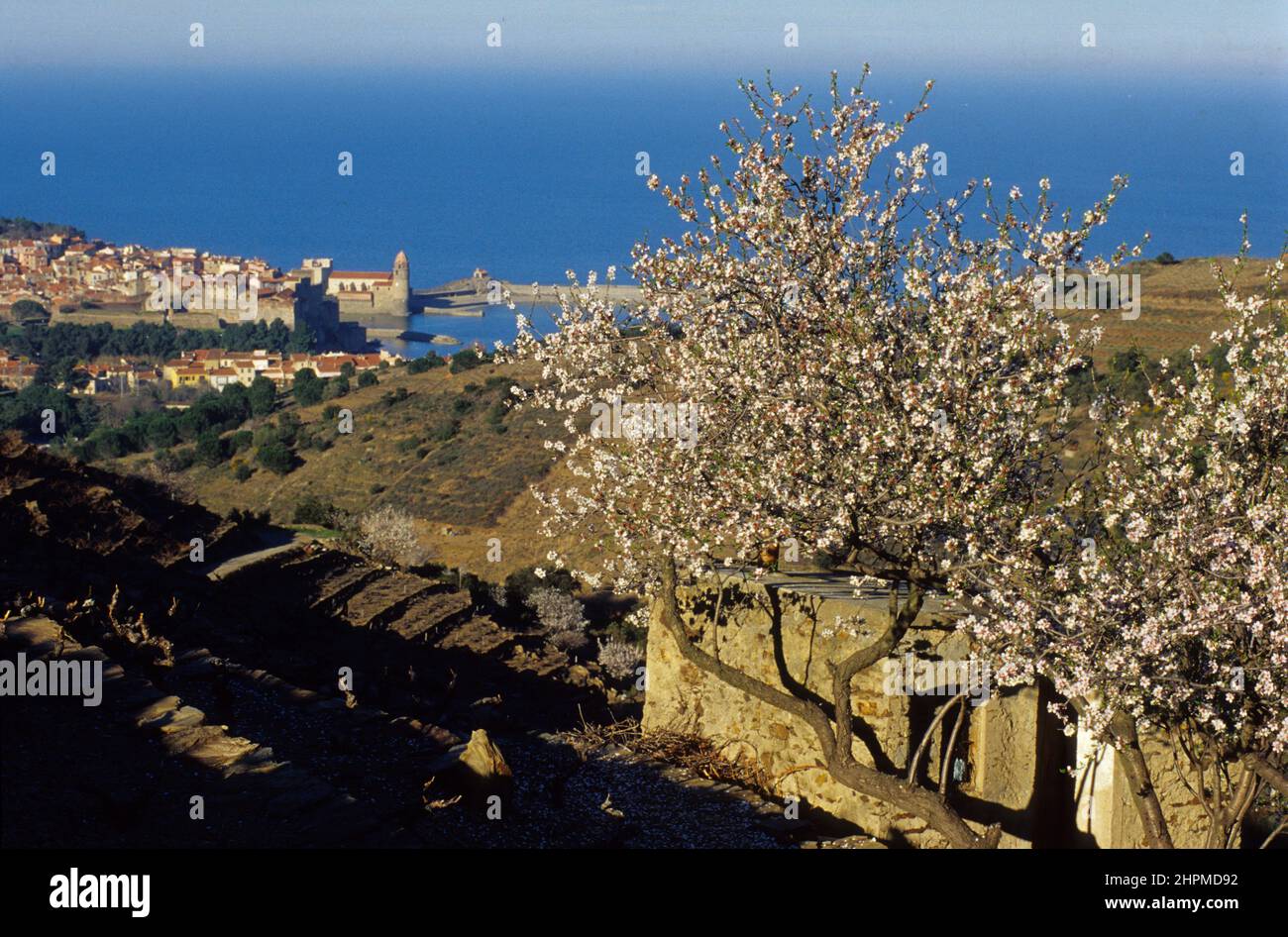 FRANCIA Pirenei Orientali Roussillon Côte vermeille collioure Lever soleil Foto Stock