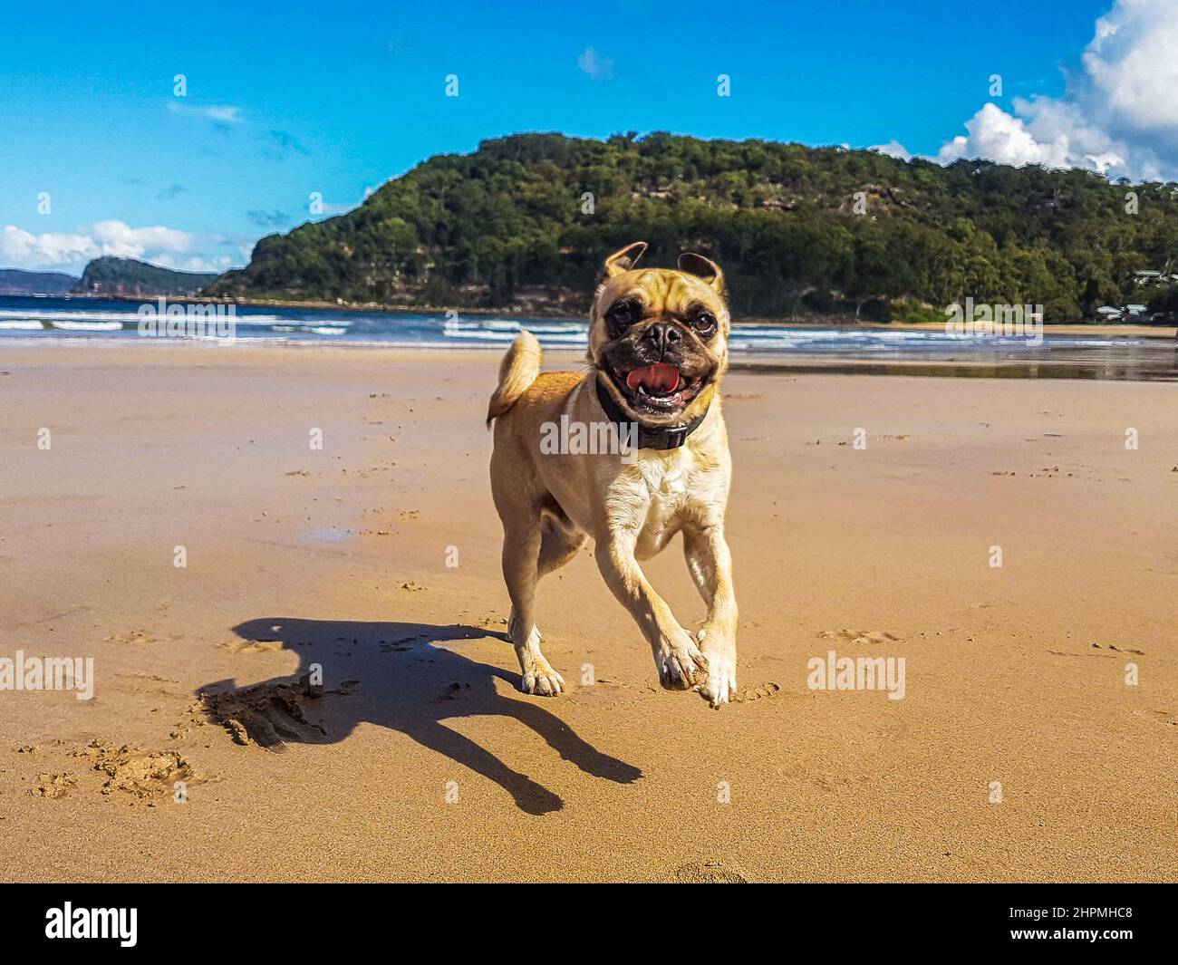Pugalier (pug e un cavalier re Charles spaniel ibrido), con grande grin ama correre lungo una spiaggia, Umina Beach, NSW, Australia Foto Stock