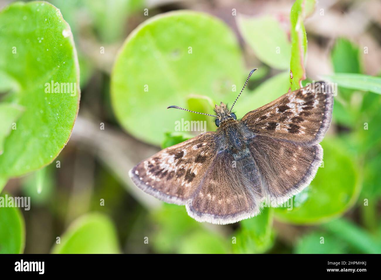 Dingy Skipper (Erynnis Cottage) è una farfalla della famiglia Hesperiidae. Foto Stock