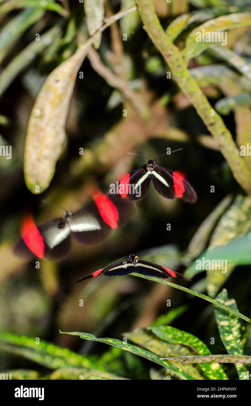 Heliconius erato, il postino rosso, rituale di corteggiamento. Foto Stock