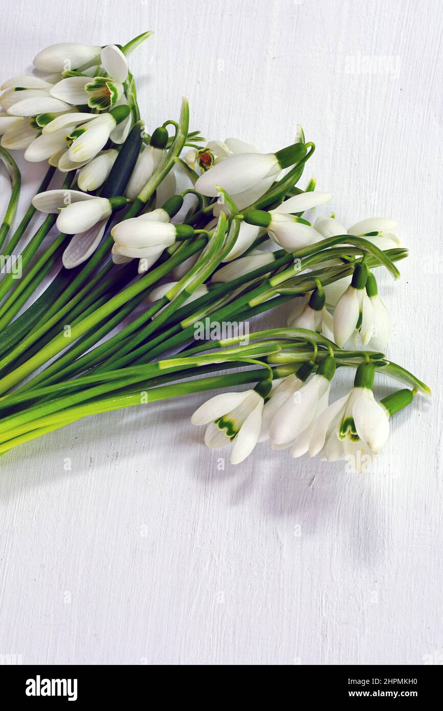 Bouquet di fiori di galanthus bianco e verde Foto Stock