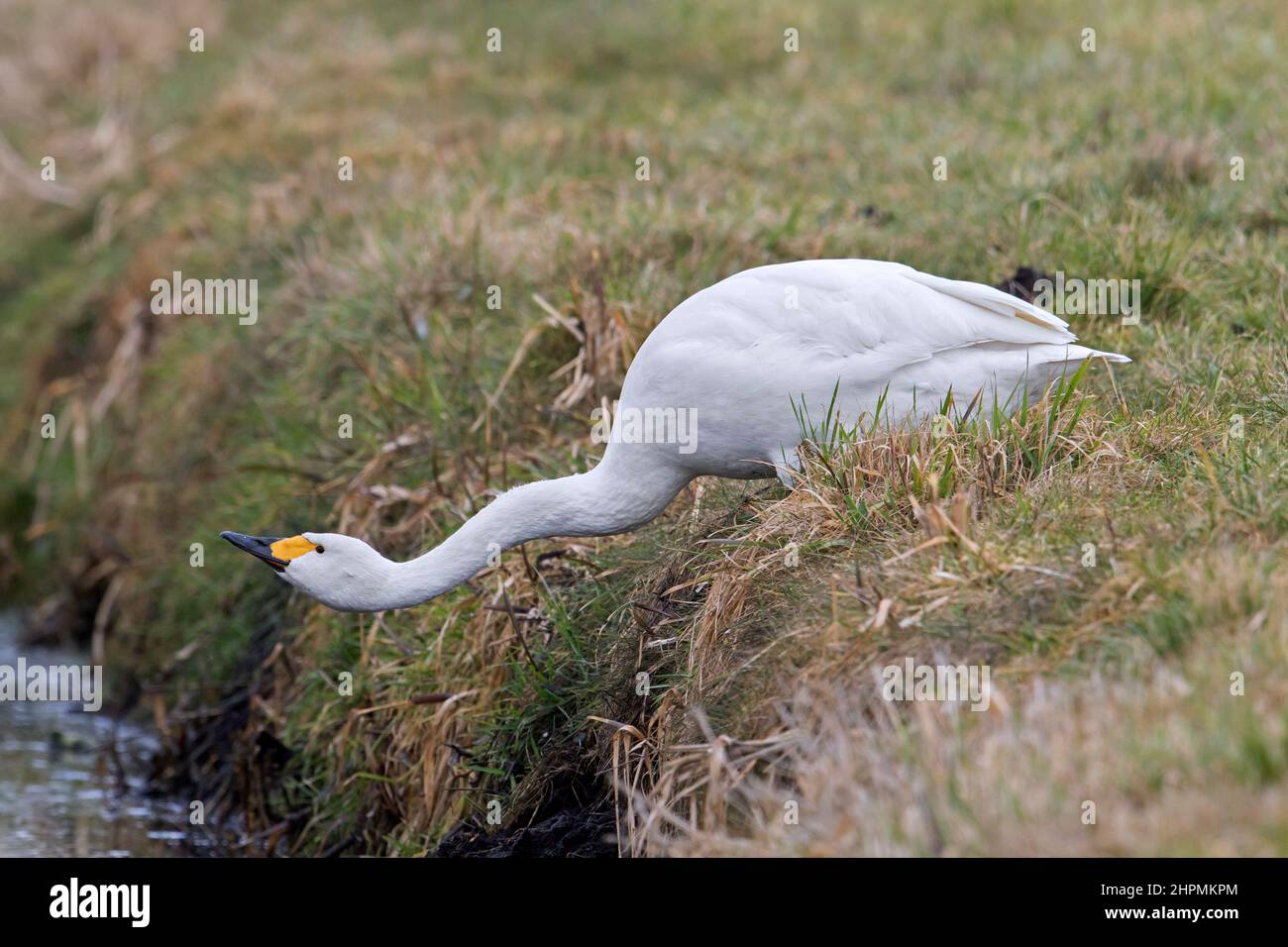 Tundra cigno / cigno di Bewick (Cygnus bewickii / Cygnus columbianus bewickii) acqua potabile dal ruscello / ruscello in prato / prateria in primavera Foto Stock
