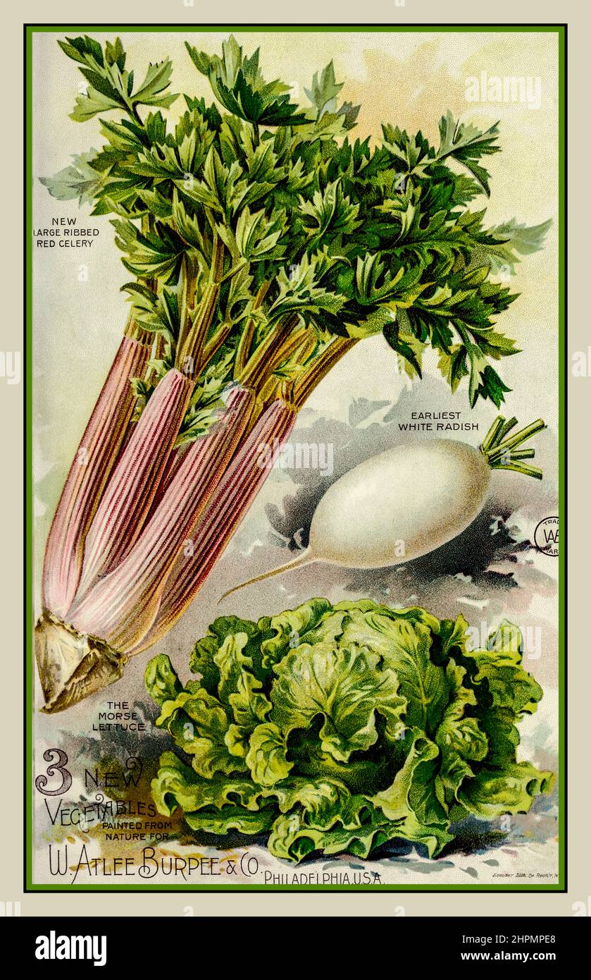 Vintage 1890s Vegetable Seed Catalogue Illustration Watercolor Art Artwork Nursery Stock Ribed Red Celery, White Rasth, Morse Lettuce, Pennsylvania Philadelphia Cataloghi; Flowers Cataloghi; Cataloghi vegetali; Cataloghi semi; W. Atlee Burpee Company; Stock vivaio; Fiori; verdure; semi 1896 Foto Stock