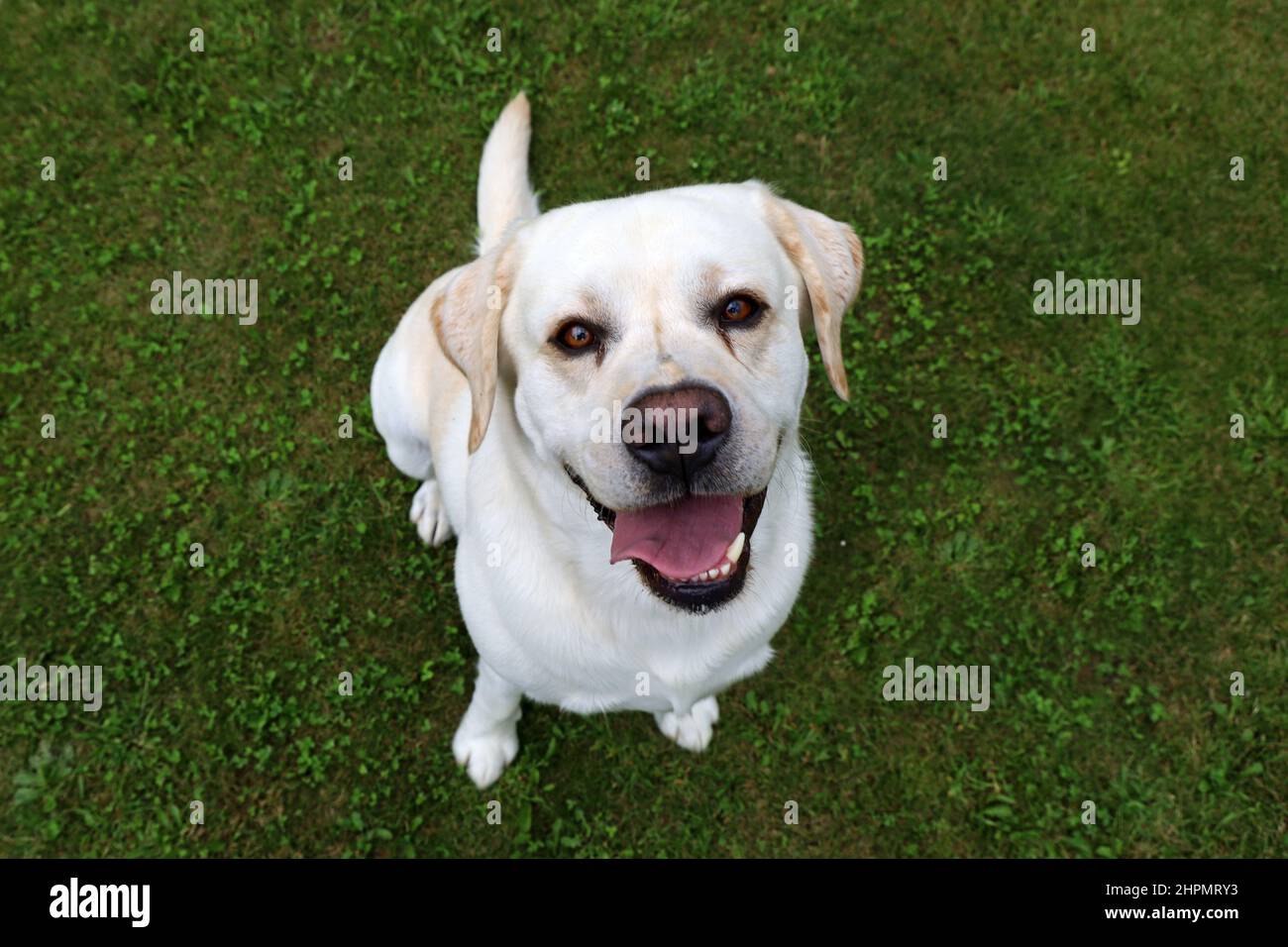 felice cane bianco sorridente, labrador ritriever su erba verde guardando in su nella macchina fotografica Foto Stock
