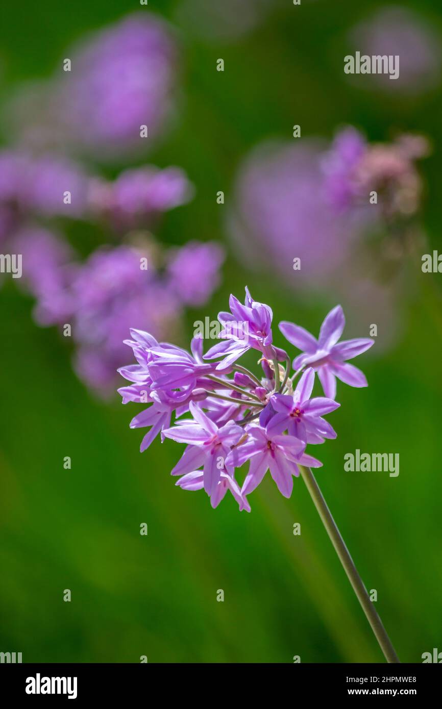 Tulbaghia violacea pianta specie, fiore primo piano, noto anche come società aglio, indigena del Sud Africa e ampiamente coltivato come ornamento giardino Foto Stock