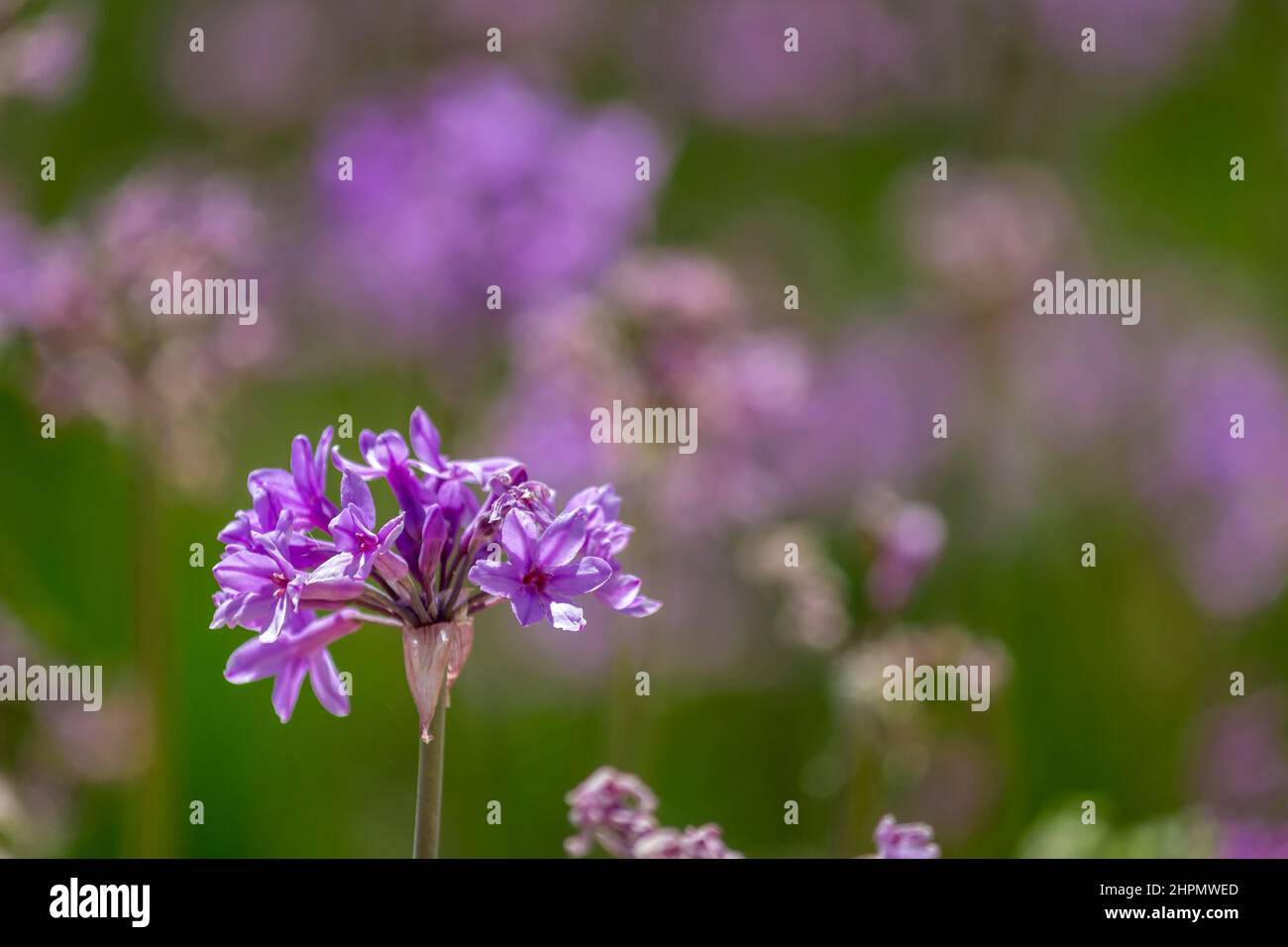 Tulbaghia violacea pianta specie, fiore primo piano, noto anche come società aglio, indigena del Sud Africa e ampiamente coltivato come ornamento giardino Foto Stock