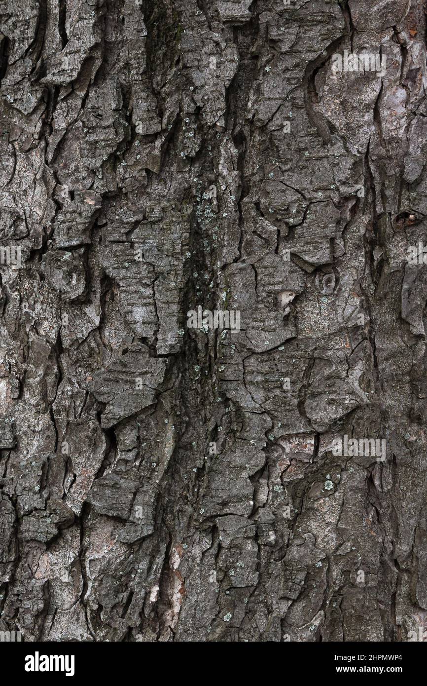 struttura di un albero di pioppo corteccia. primo piano natura sfondo Foto Stock