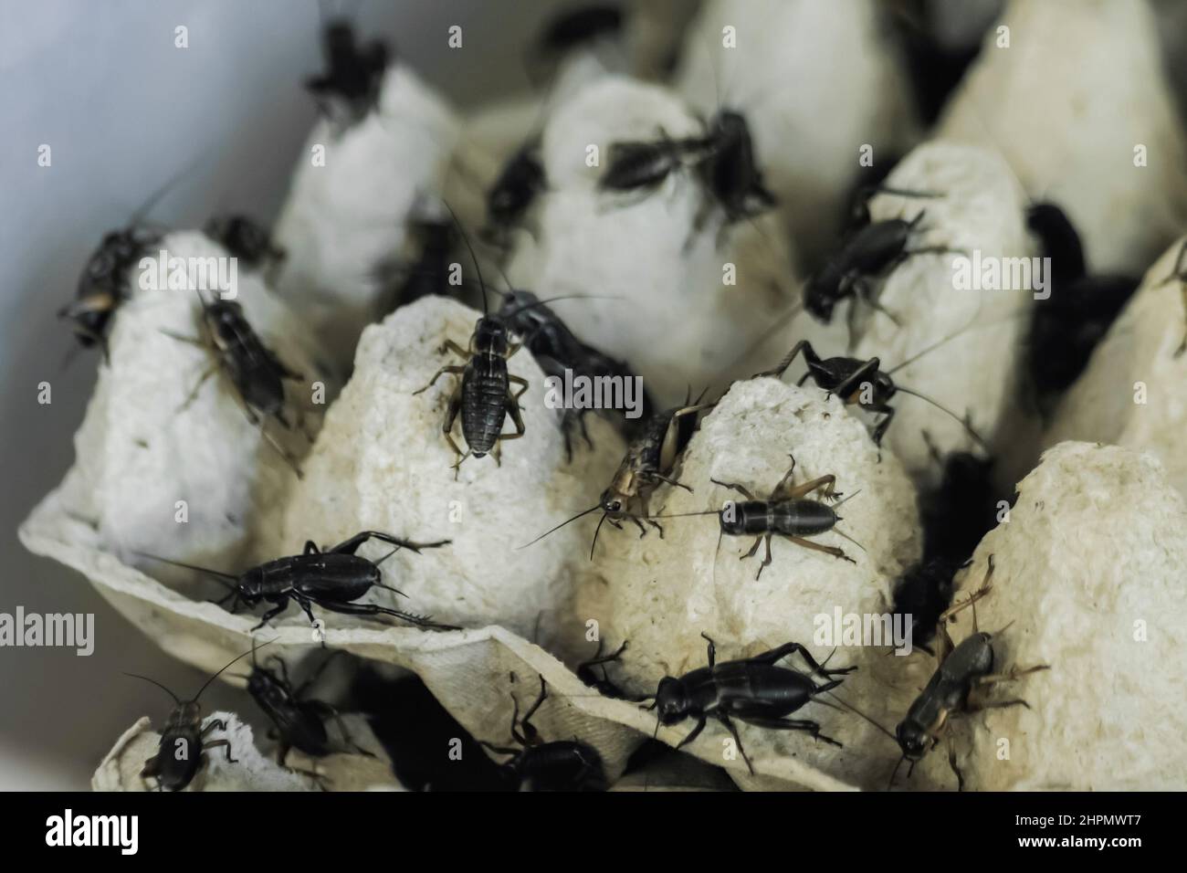 Primo piano: Molti crickets neri che strisciare intorno sul vassoio dell'uovo di cartone: Concetto di insetto Foto Stock