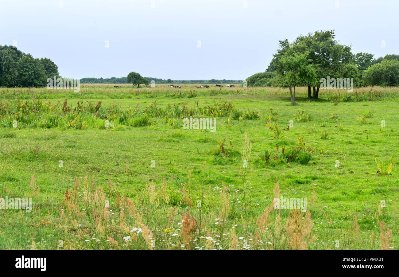 Paesaggio del Parco Nazionale di Biebrza, paludi, prati, estate, cielo clown. Podlaskie Voivodato, Polonia. Foto Stock