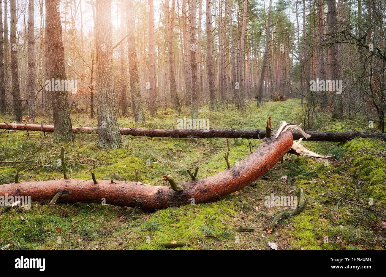 Alberi spezzati in una foresta dopo un uragano. Foto Stock
