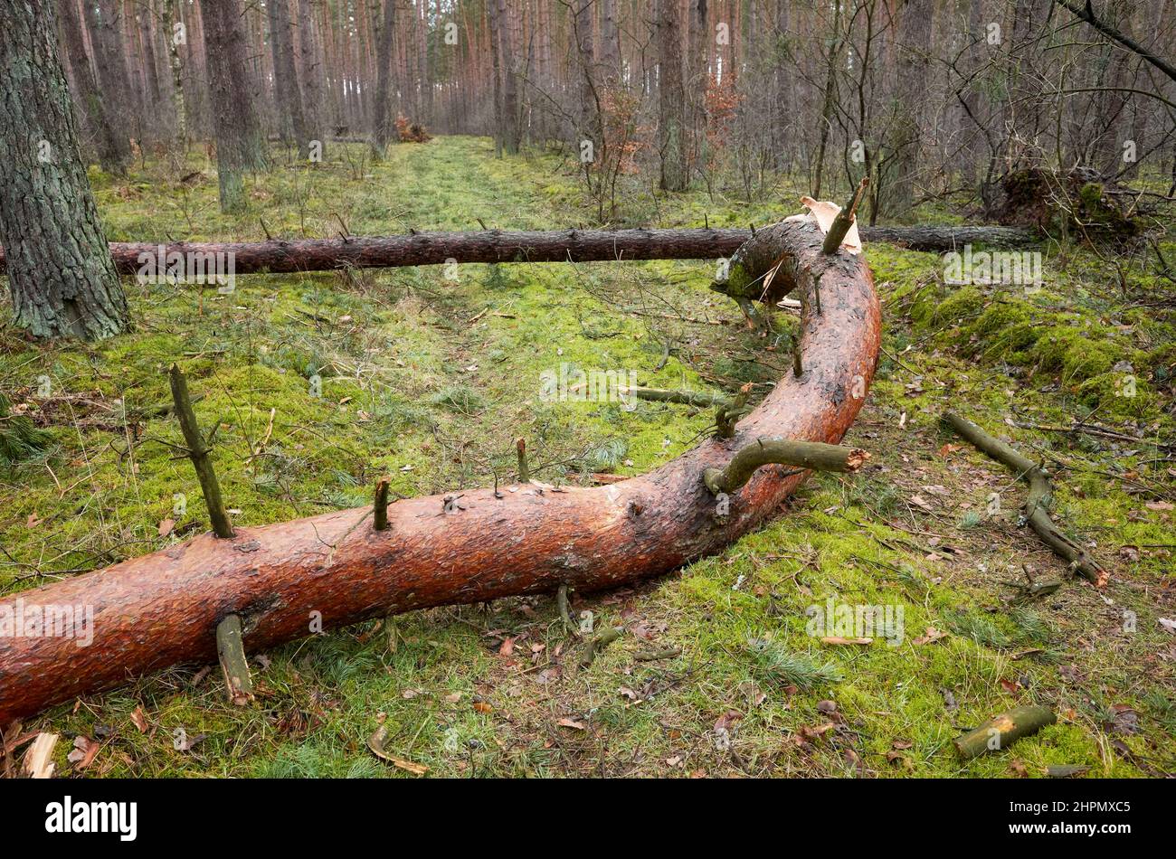Alberi spezzati in una foresta dopo un uragano. Foto Stock