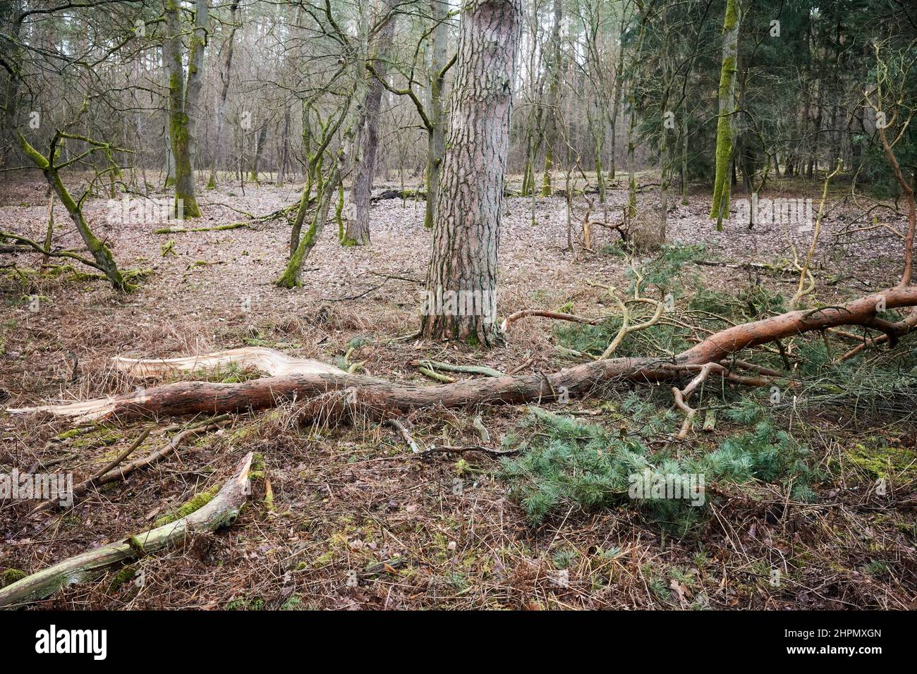 Albero rotto in una foresta dopo un winstorm pesante. Foto Stock