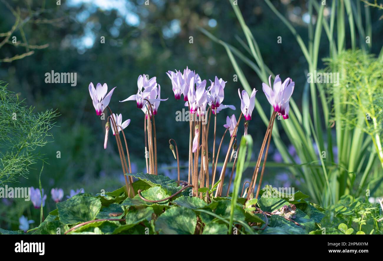 La fioritura del violetto alpino.ciclamino in condizioni naturali in una giornata di sole, tra il verde lussureggiante erba. Foto di alta qualità Foto Stock