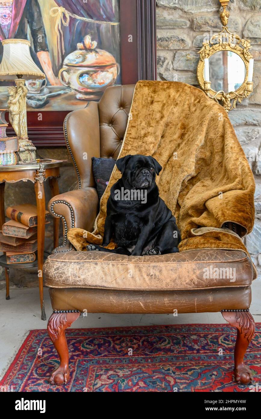 Signore Pugsley sul suo trono Foto Stock