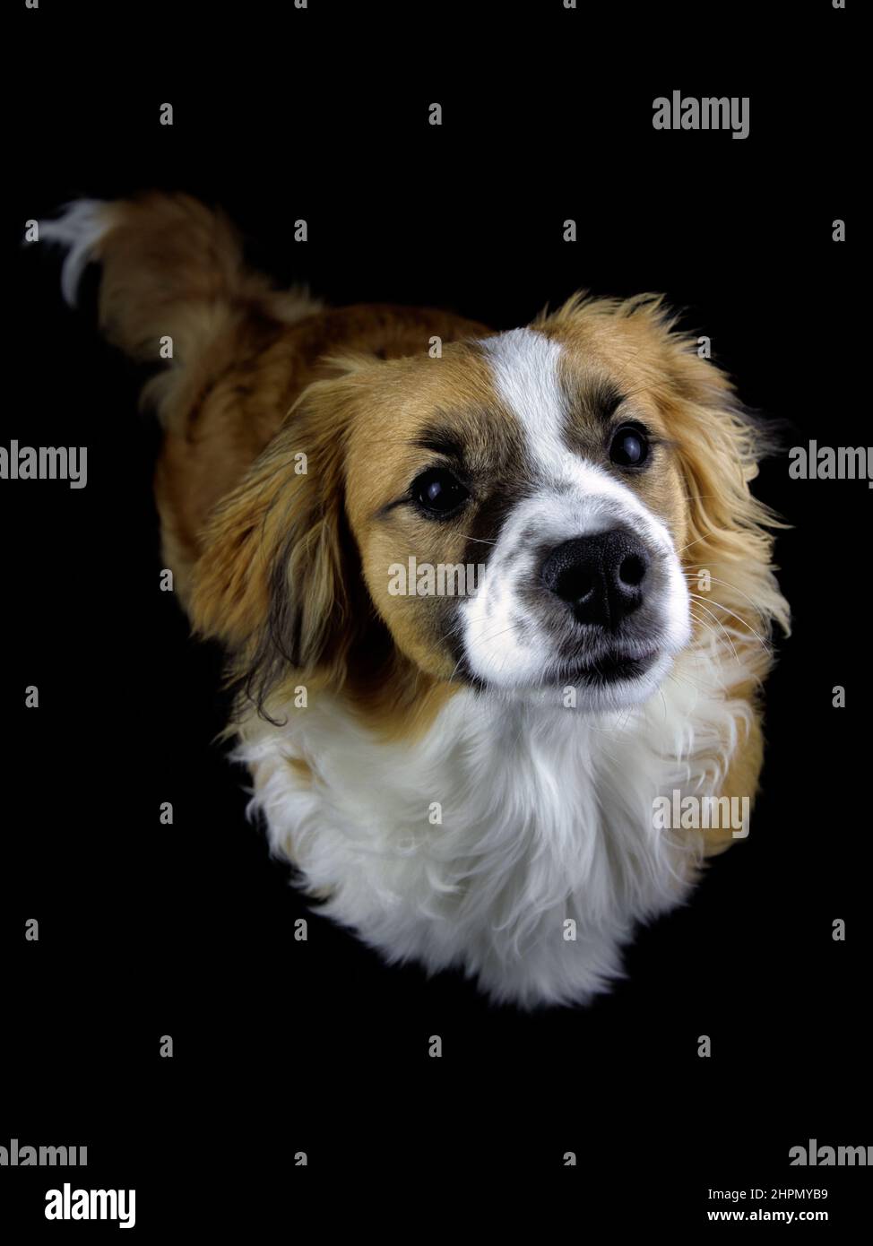 Giovane tricolor misto cane razza con sfondo nero Foto Stock