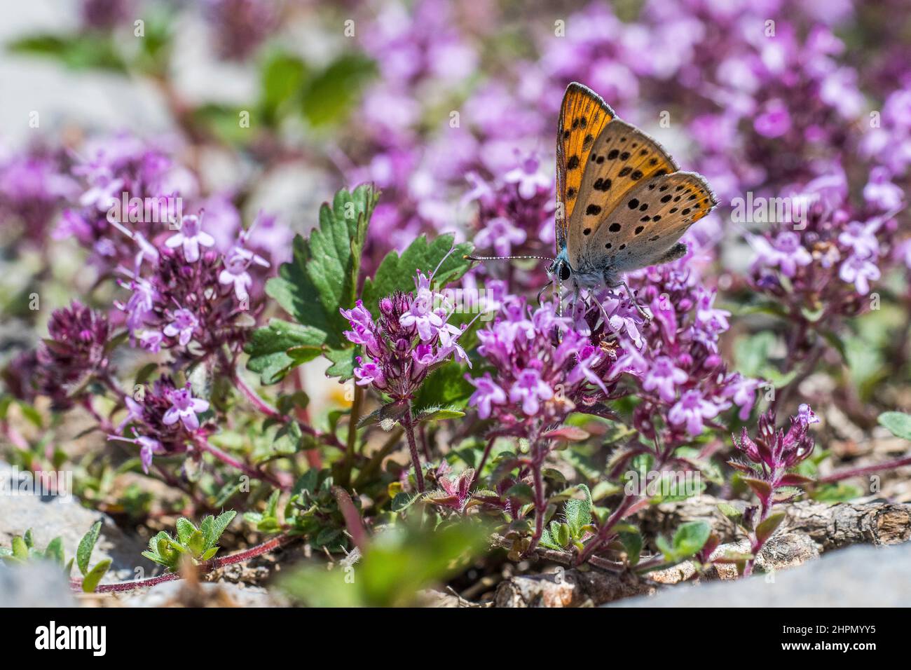 Il rame (Lycaena alciphron) è una farfalla della famiglia dei Lycaenidae, appartenente alla famiglia delle farfalle di rame. Foto Stock