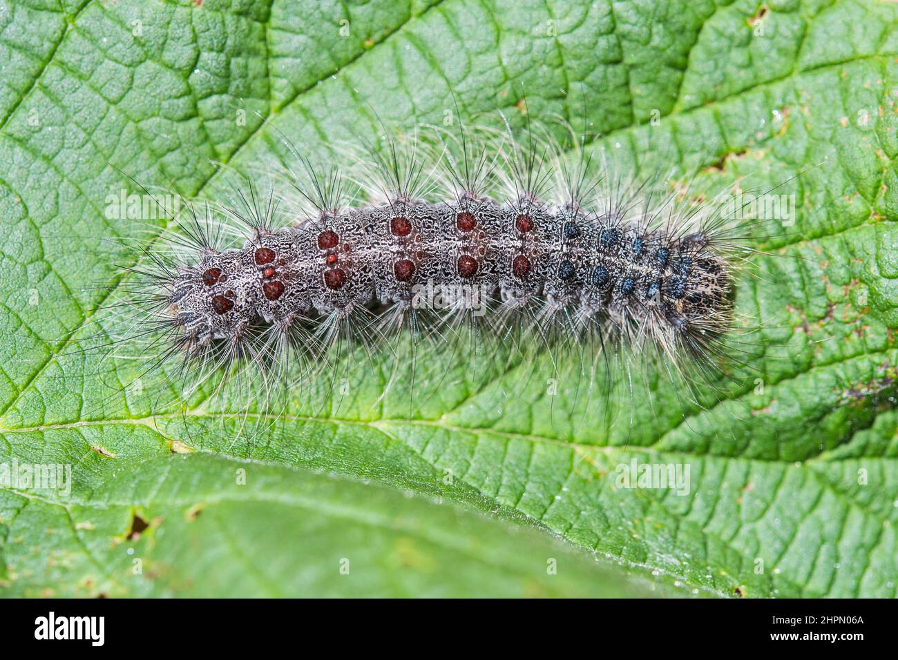 Lymantria dispar, precedentemente nota come falena gitana, è una specie di falena della famiglia Erebidae. Foto Stock