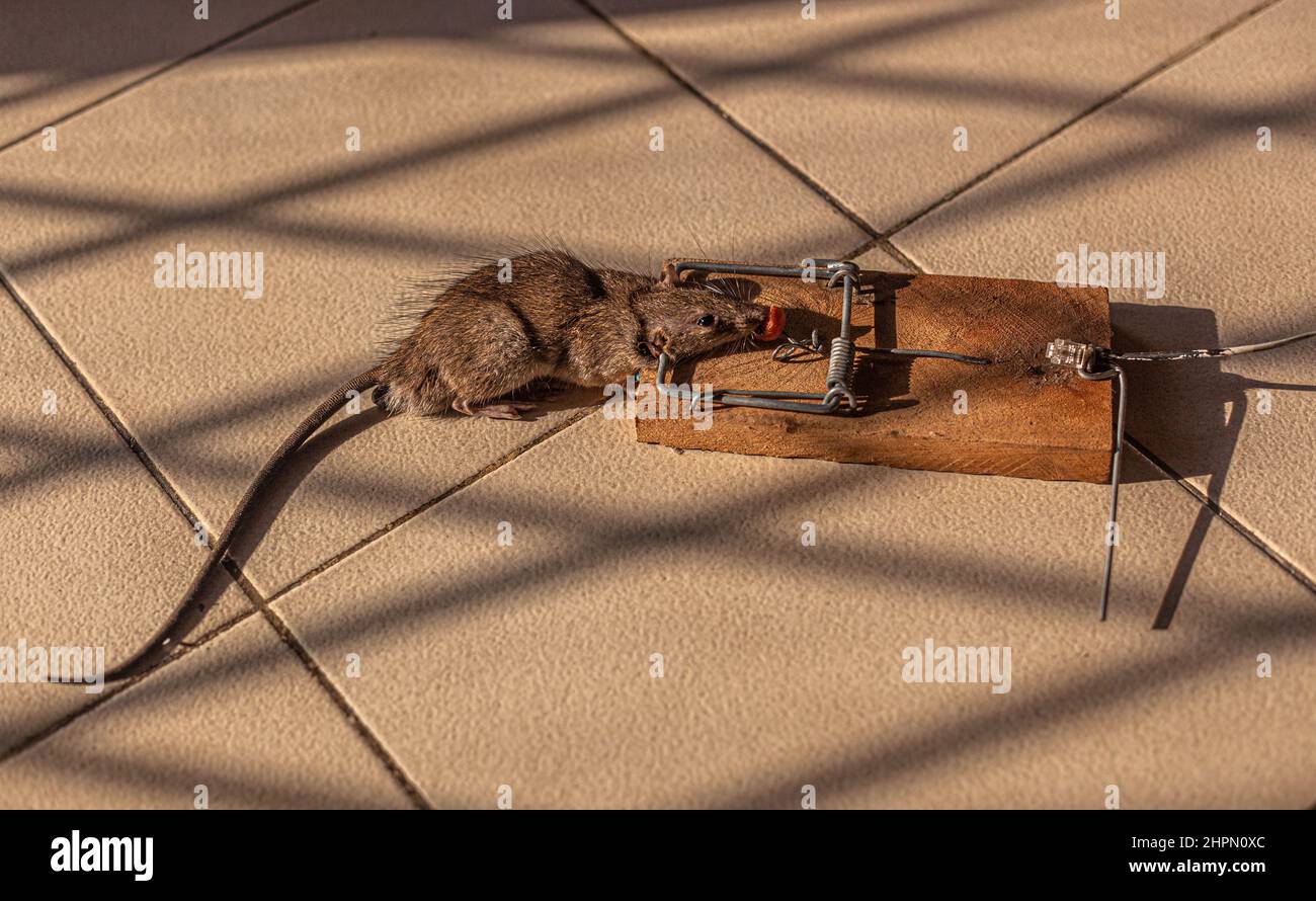 Un ratto morto in una trappola. Foto Stock