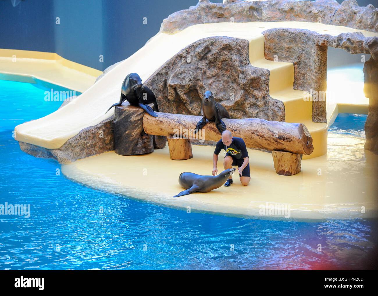 Spettacolo di leoni marini a loro Parque Tenerife Spagna 27 dicembre 2019 Foto Stock
